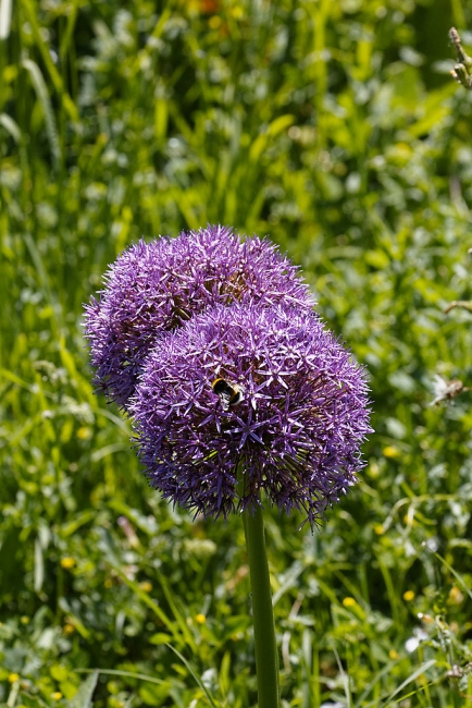 Jardin Botanique de la Bastide-057